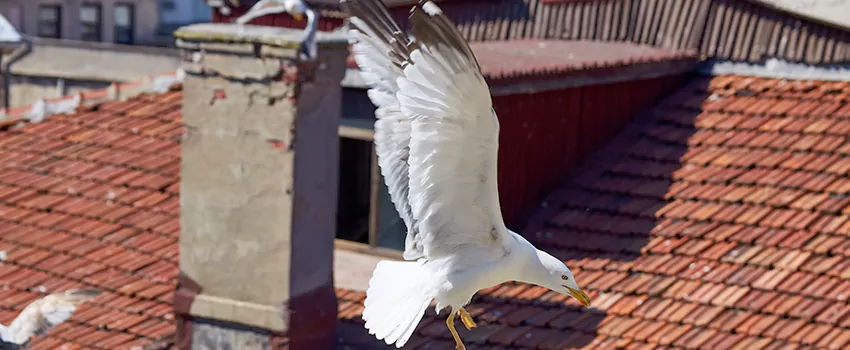 Residential Chimney Animal Removal Solution in Chickasha, OK