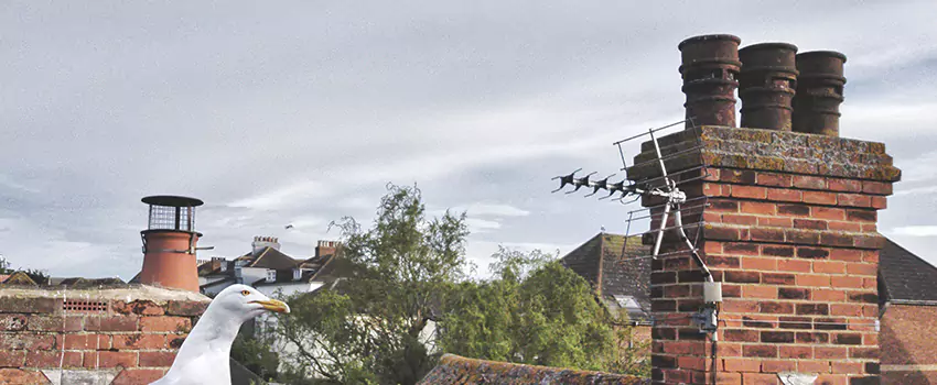 Chimney Cleaning And Restoration in Chickasha, Oklahoma